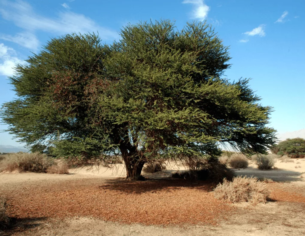 שיטה סלילנית. צילום: עידן שפירא