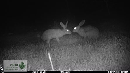 ארנבות מצויות באזור היישוב להבים