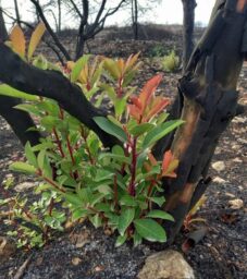 קטלב מצוי (Arbutus andrachne), צילום אנה טרכטנברוט