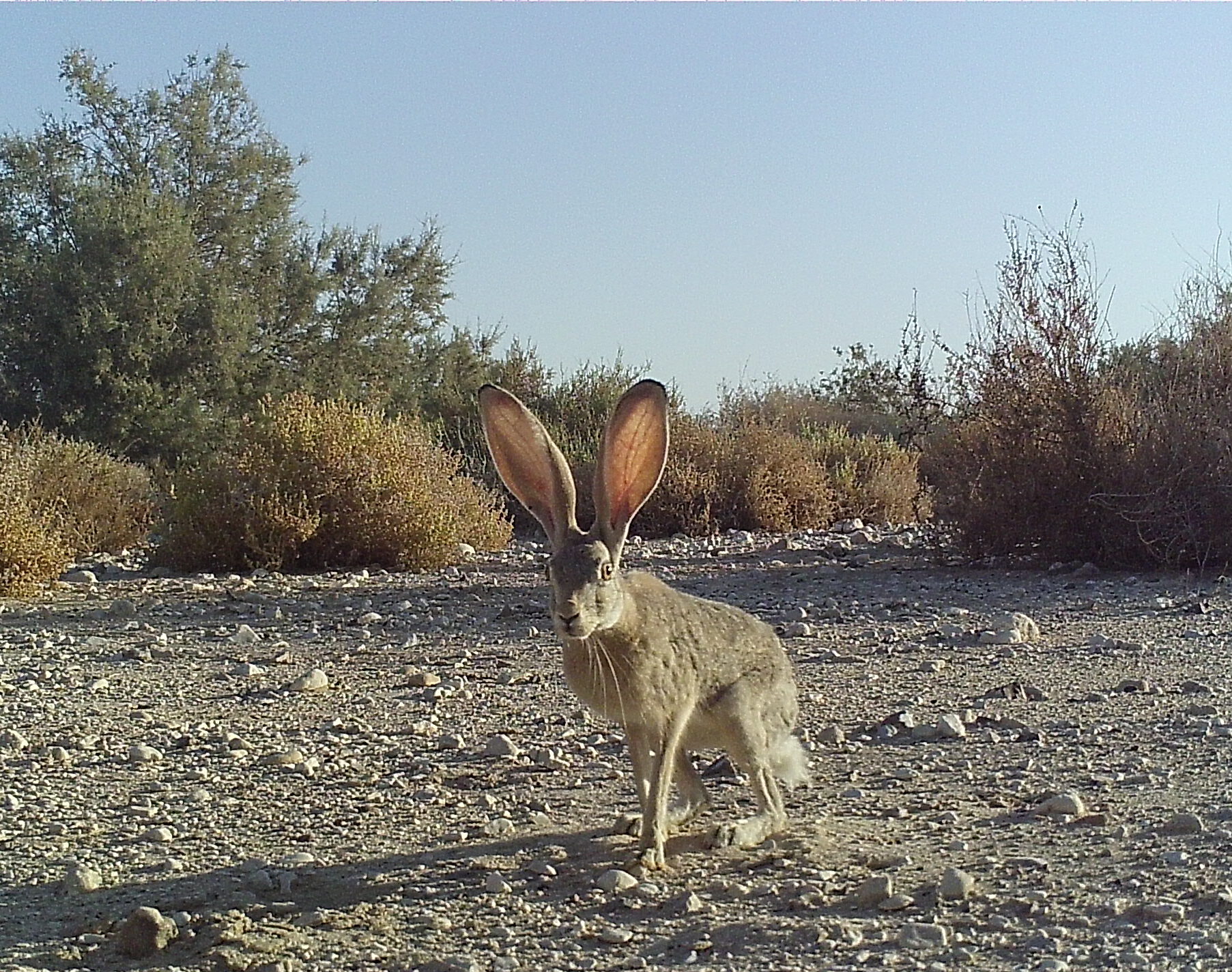 ארנבת השדה באתר ניטור עין יהב. מצלמת שביל – המארג