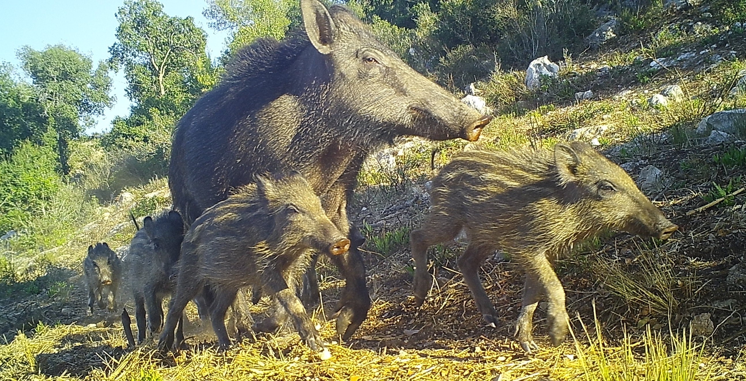 נקבת חזיר בר עם גורים באתר ניטור ניר עציון. מצלמת שביל – המארג
