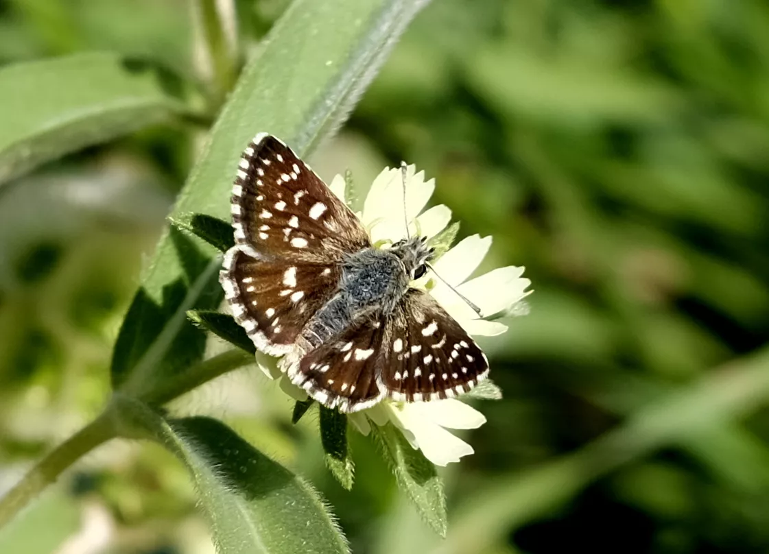 ניקדית הורדיים. צילום: משה לאודון