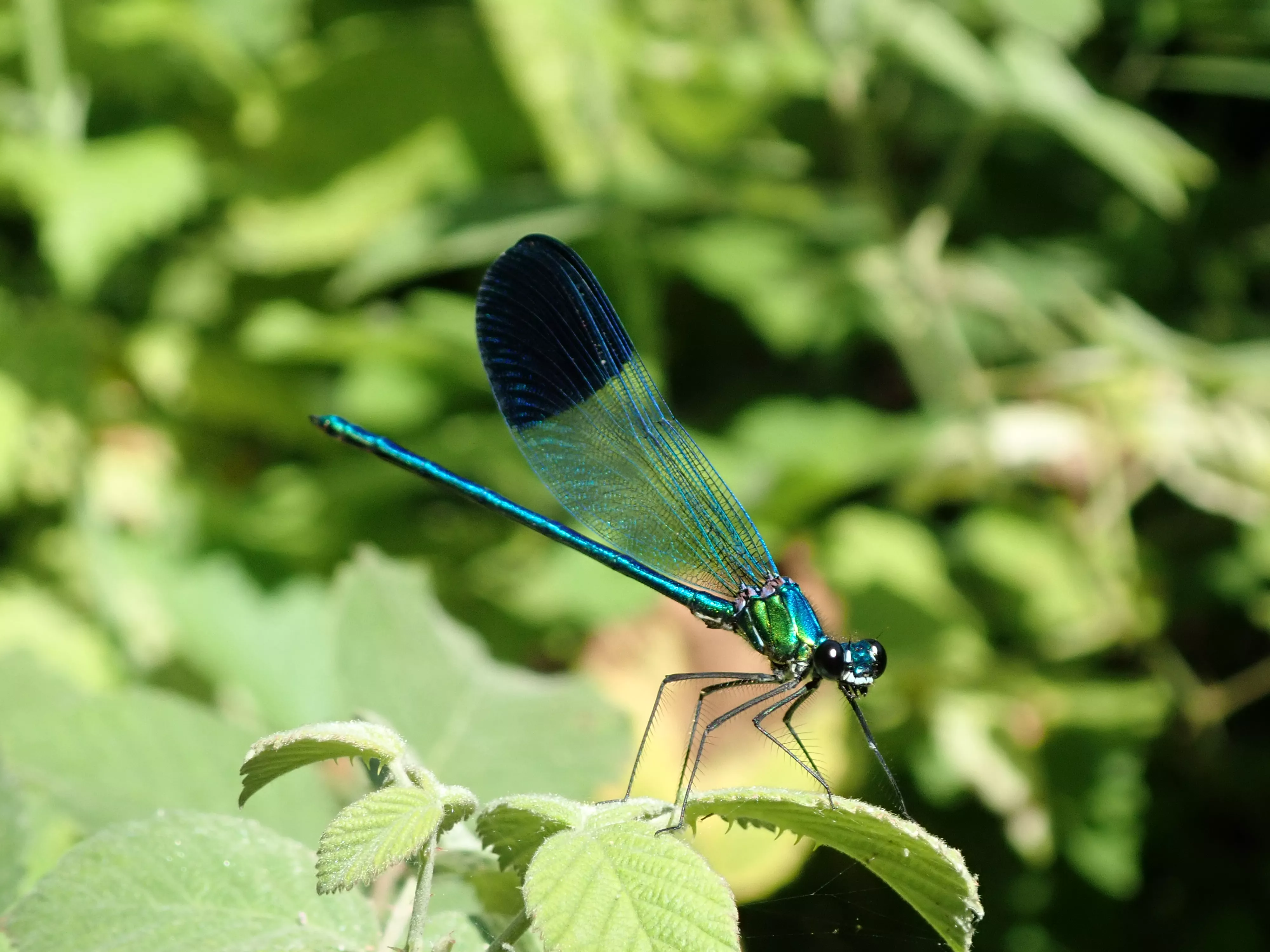 תכשיטית זוהרת Calopteryx syriaca. צילום: אביטל כץ