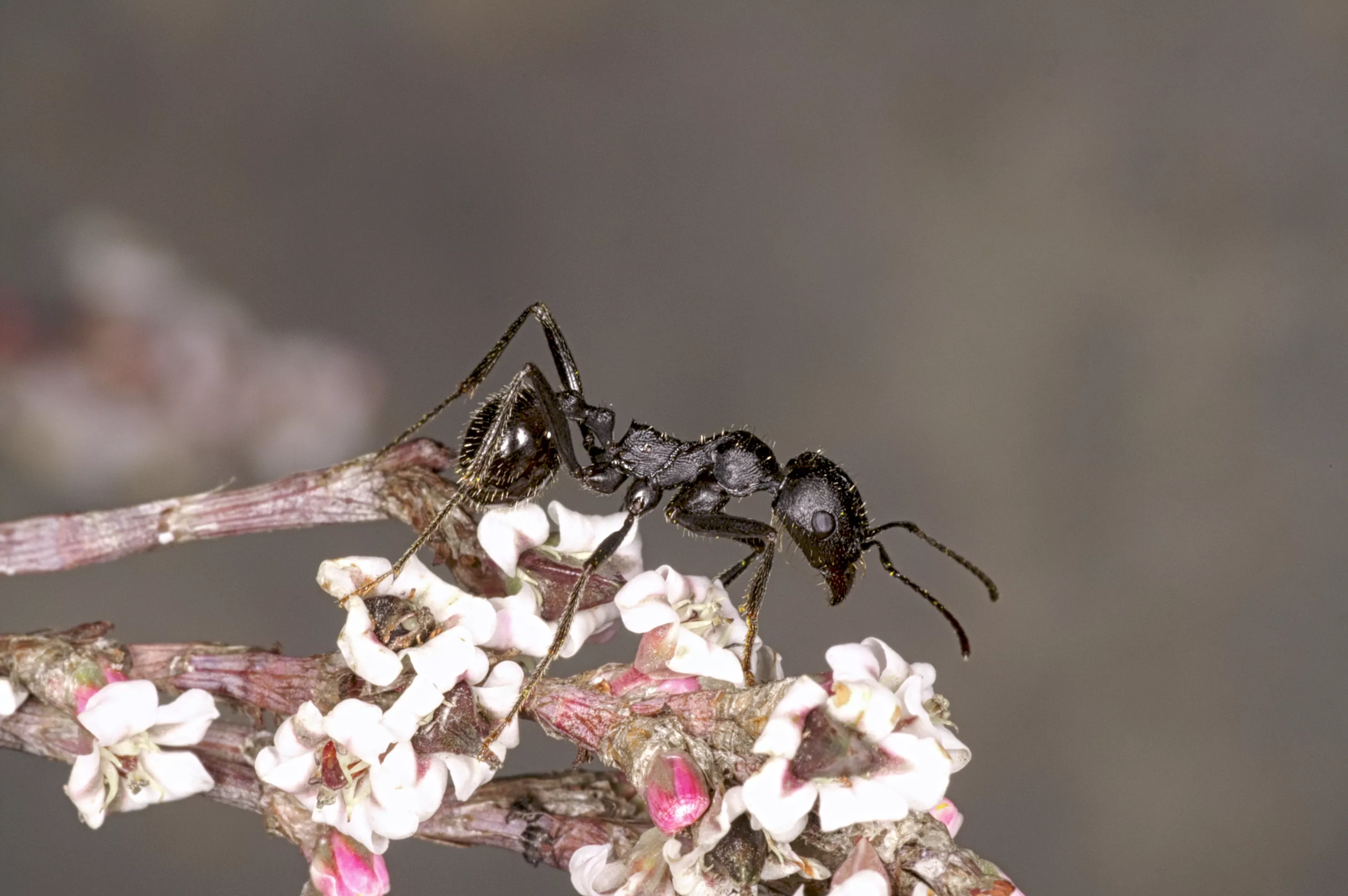 נמלת קציר חולית Messor arenarius. צילום: עמיר ויינשטיין