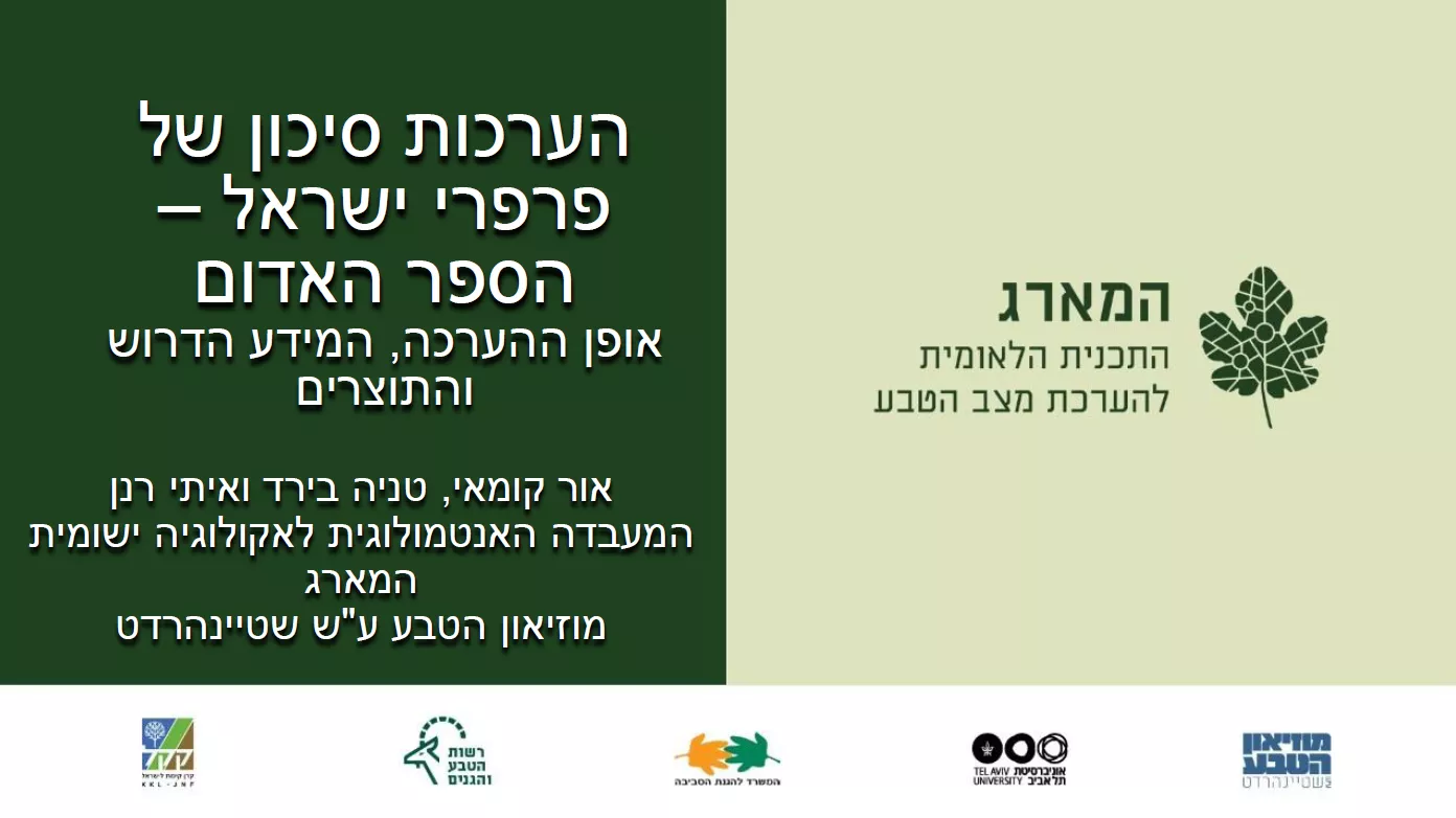 המארג