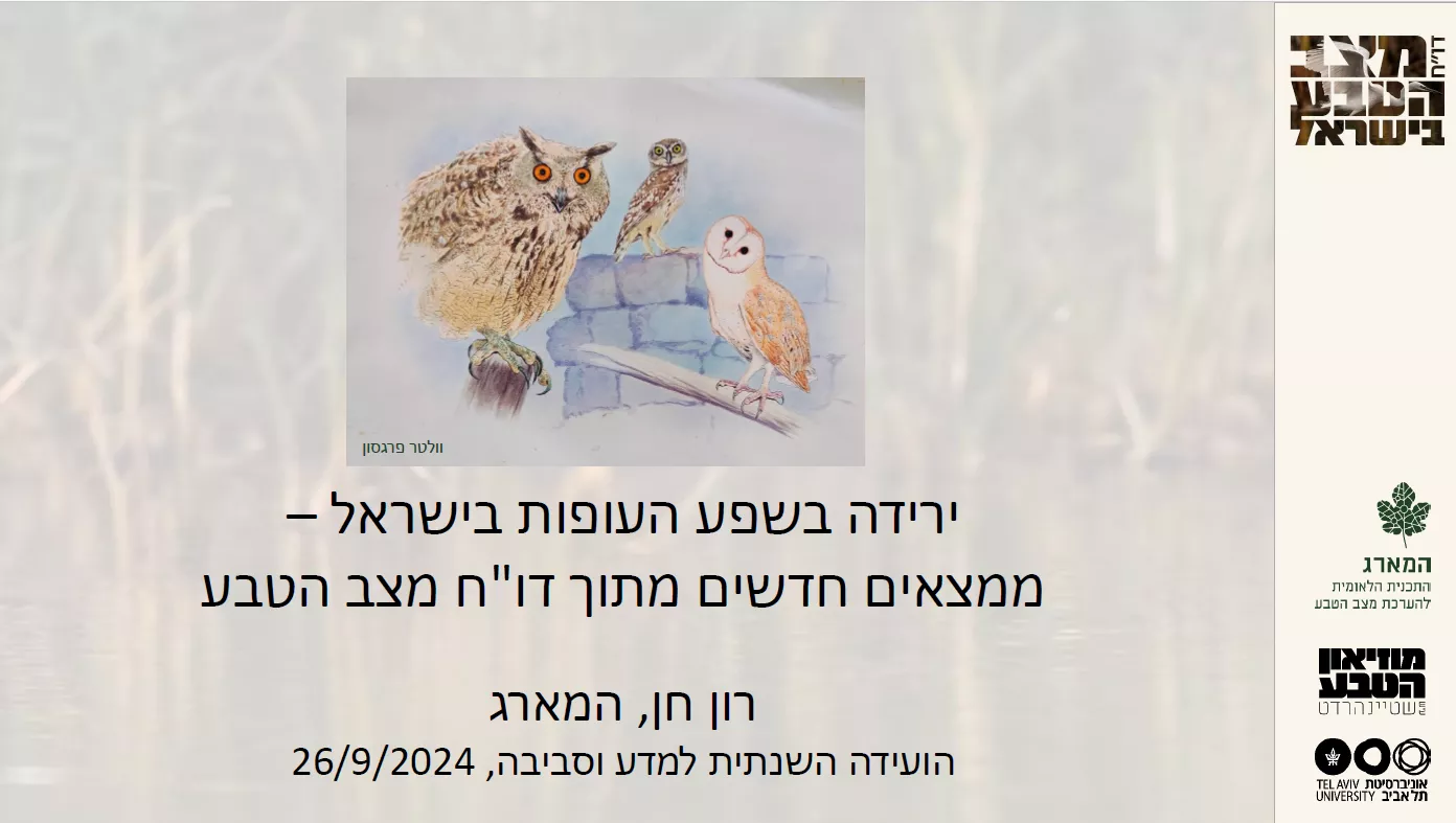 המארג