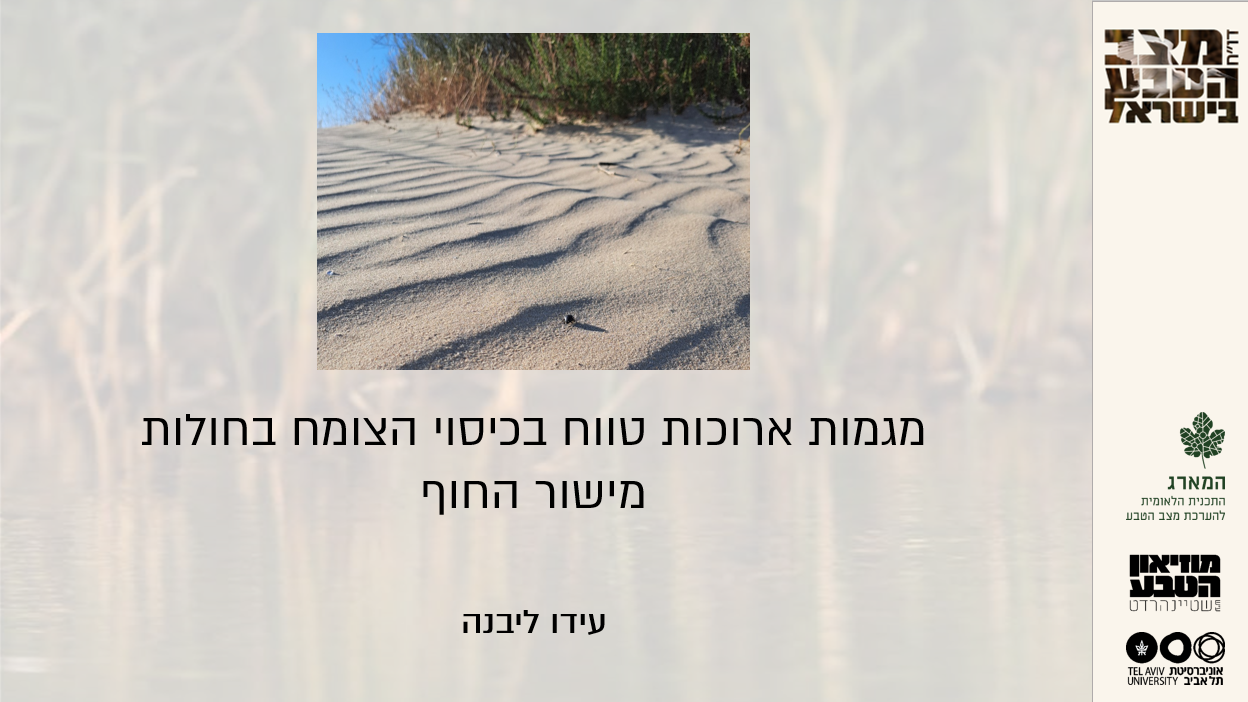 המארג