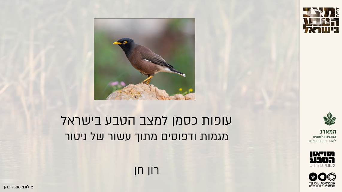 המארג