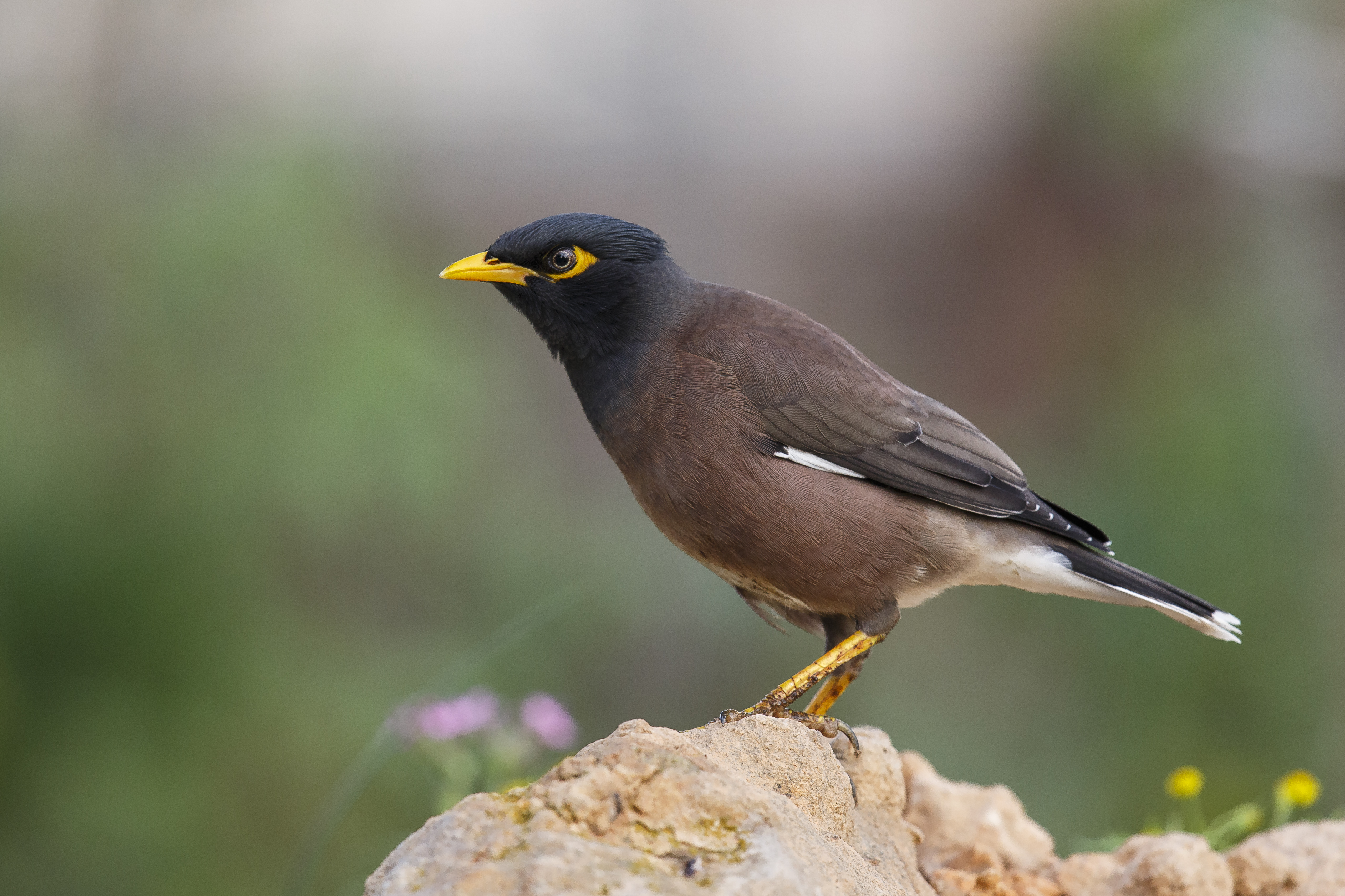 מיינה. צילום: משה כהן