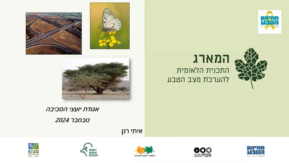 המארג