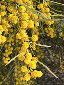 שיטה כחלחלה